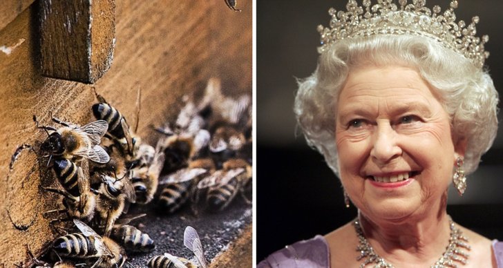 Bi, Drottning Elizabeth II, Storbritannien, TT